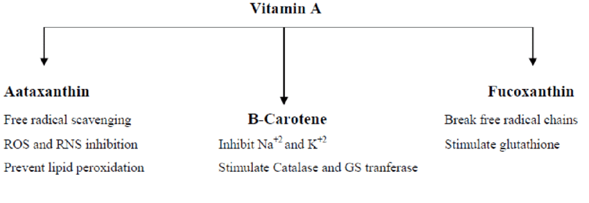 vitamin A role in immune function