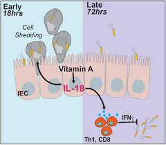 epithelial regulation - function of vitamin A