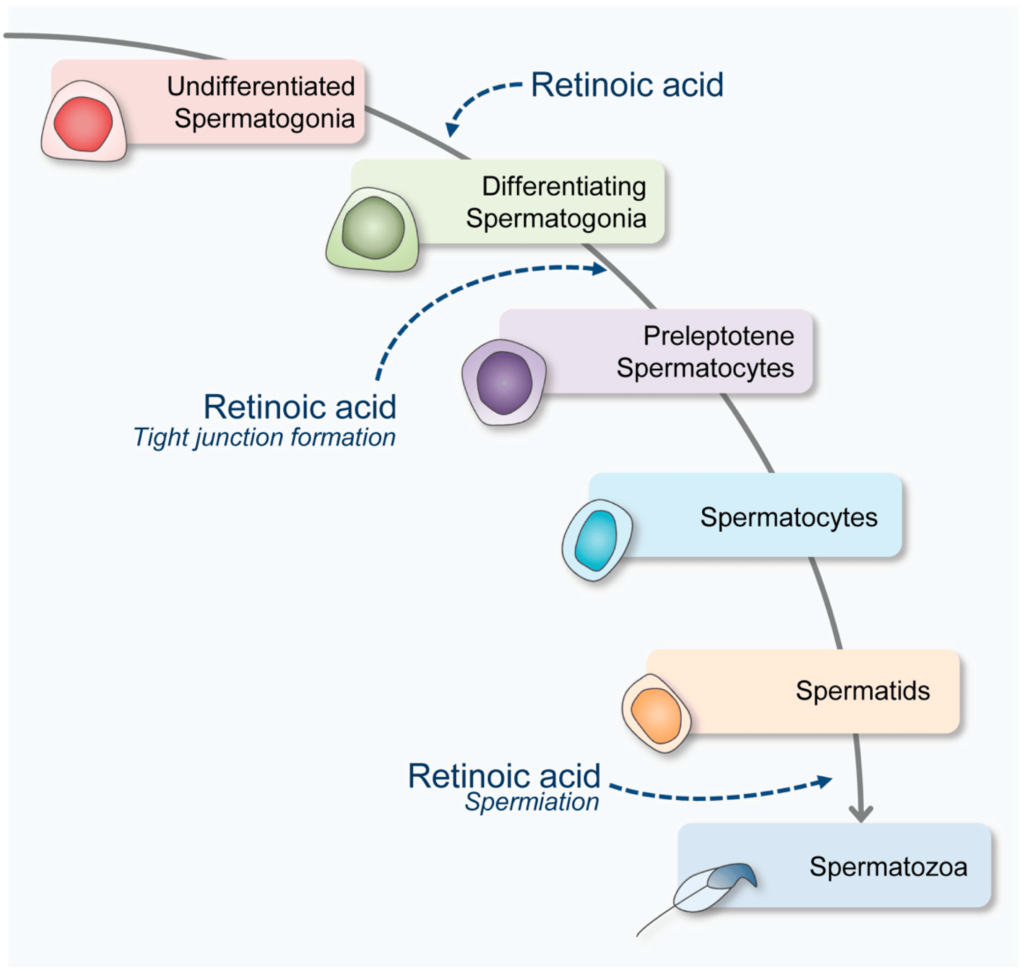 vitamin A role in spermatogenesis