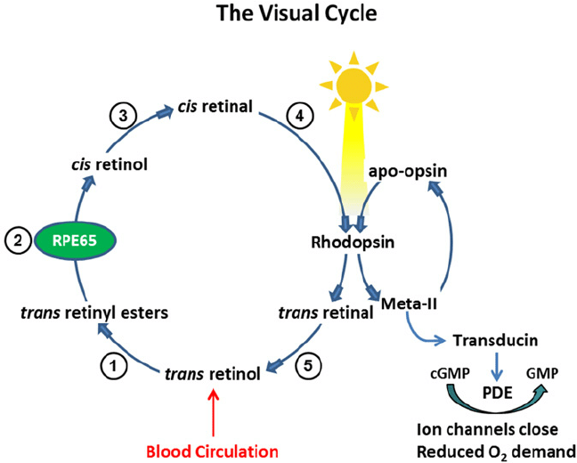 visual cycle - vitamin A role