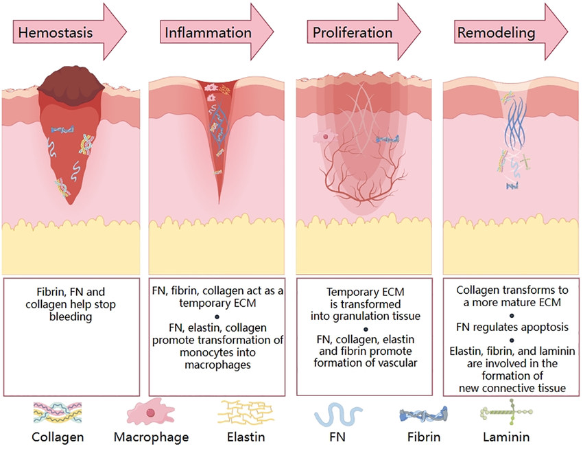 proteins role in tissue repair