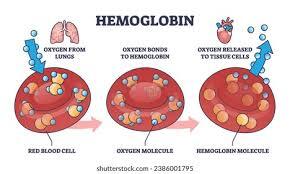 Proteins for oxygen transport